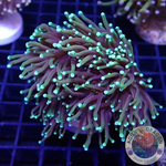 Euphyllia glabrescens 🐉 „Dragon Soul“ WYSIWYG