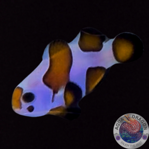 Amphiprion ocellaris "Premium Gladiator“ Nachzucht WYSIWYG