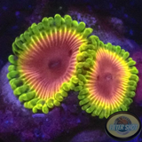 Krustenanemonen „Carnival“ WYSIWYG „AD Special“