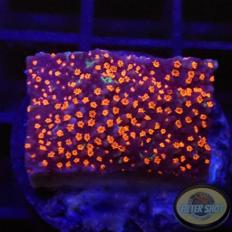 Montipora spp. „Superman“