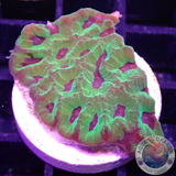 Favia spp. „Psychosomatic“