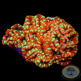 Micromussa spp. „Tiger Claw“ WYSIWYG