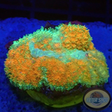 Rhodactis spp. „Cochabamba“ WYSIWYG „AD Special“