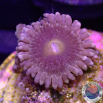 Krustenanemonen “Wonka” WYSIWYG “AD Special”