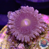 Krustenanemonen “Wonka” WYSIWYG “AD Special”