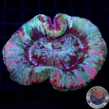 Trachyphyllia spp. „Lolly Crush“ WYSIWYG
