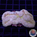 Lobophyllia spp. „Gold River“ WYSIWYG