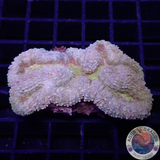 Lobophyllia spp. „Gold River“ WYSIWYG