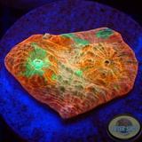 Echinophyllia spp. „Resident Evil“ WYSIWYG „AD Special“