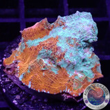 Echinophyllia spp. „Nacho Cheese“ 🧀 WYSIWYG „AD Special“