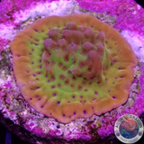 Montipora spp. „Golden Phoenix“ AD Special