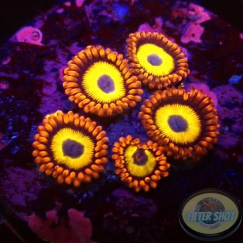 Krustenanemonen “Fruit Loops”