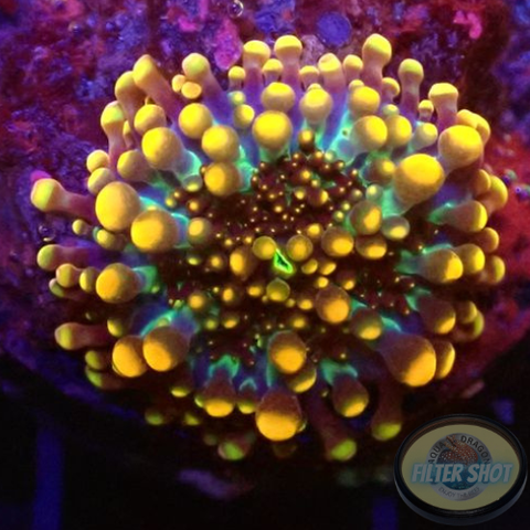 Ricordea yuma „Baby Zilla“ WYSIWYG „AD Special“