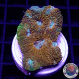 Acanthastrea echinata „True Eyes“ WYSIWYG „AD Special“