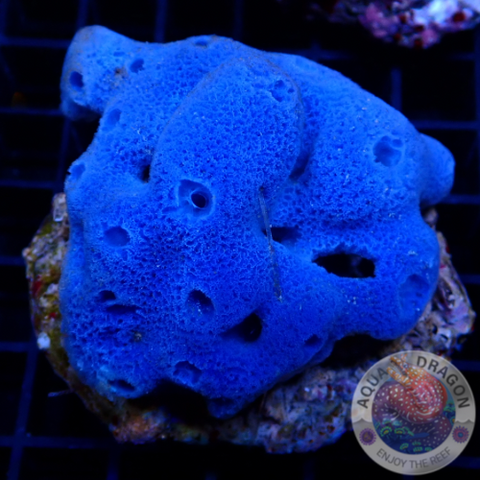 Haliclona spp. “Blue Sponge” WYSIWYG