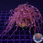 Euphyllia glabrescens “RAW” WYSIWYG “AD Special”