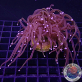 Euphyllia glabrescens “RAW” WYSIWYG “AD Special”