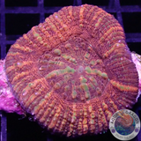 Acanthastrea maxima „Pumpkin Wheel“ WYSIWYG „AD Special“