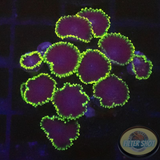 Krustenanemonen „Joker“