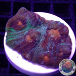 Mycedium spp. „Darth Lord“ WYSIWYG