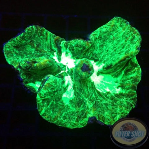 Pectinia spp. „Toxic Butterfly“ WYSIWYG