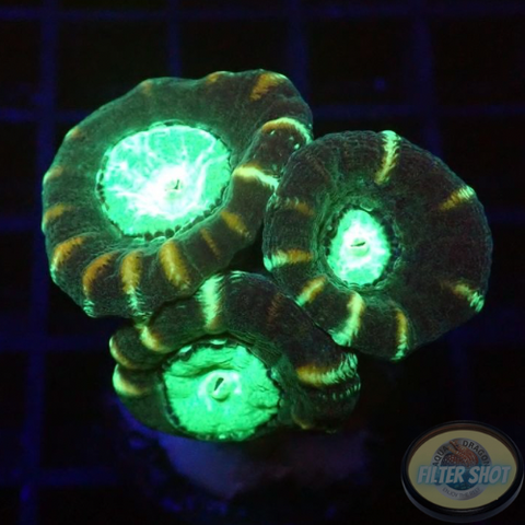 Caulastraea spp. „Toxic Mirror“ WYSIWYG