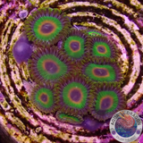 Krustenanemonen „Rasta“ WYSIWYG