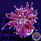 Euphyllia glabrescens „OG NYK“