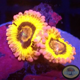 Krustenanemonen „Startocaster“ WYSIWYG „AD Special“