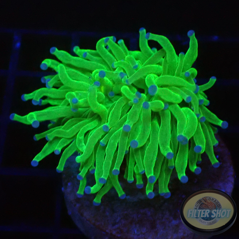 Euphyllia glabrescens „Blueberry“ WYSIWYG
