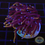 Euphyllia glabrescens „Raw“ AD Special“