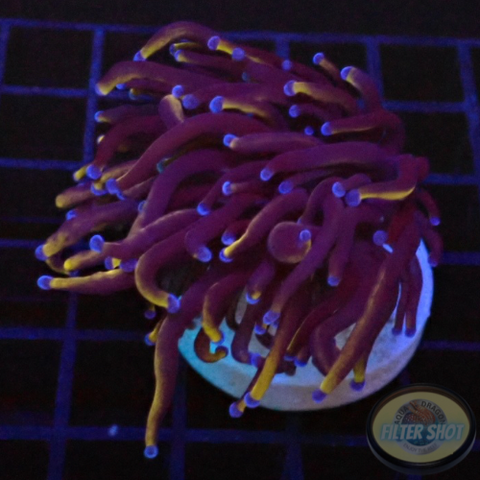 Euphyllia glabrescens „Raw“ AD Special“