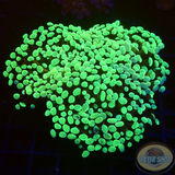 Euphyllia baliensis „Grape“ WYSIWYG