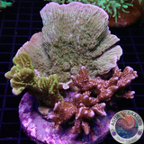 Montipora spp. „Monti Club“ WYSIWYG „AD Special“