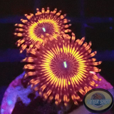 Krustenanemonen „Night Crawler“ WYSIWYG