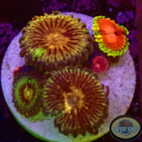 Krustenanemonen „Chili Gremlin“ WYSIWYG „AD Special“
