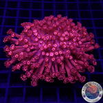Goniopora spp. „Deep Red“ WYSIWYG