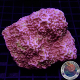 Montipora spp. „Jelly Splatter“ WYSIWYG „AD Special“
