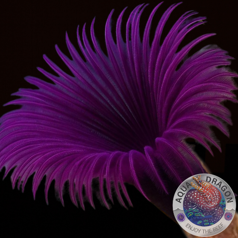 Sabellastarte spp. „Purple“