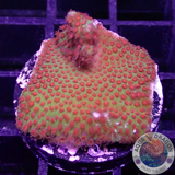 Montipora spp. „Chili Pepper“ WYSIWYG