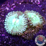 Krustenanemonen „Green People Eater“ WYSIWYG