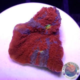 Echinophyllia aspera 🌈 “Rainbow Bugatti” WYSIWYG