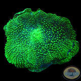 Amplexidiscus fenestrafer „Elephant Mushroom“ WYSIWYG