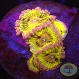 Krustenanemonen „Chiquita“ AD Special“