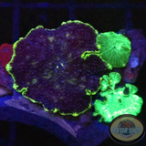 Discosoma spp. „Purple Disco & Co“ WYSIWYG „AD Special“