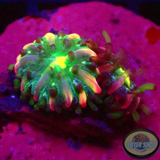 Fungia spp. „Baby Rainbow“ 🌈 WYSIWYG