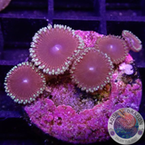 Krustenanemonen „Crown Jewel“ WYSIWYG „AD Special“