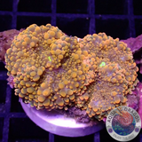 Ricordea yuma „Orange Bear“ WYSIWYG „AD Special“