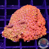 Cyphastrea spp. „Grafted“ WYSIWYG „AD Special“