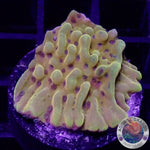 Montipora palawanensis “Crazy T” AD Special